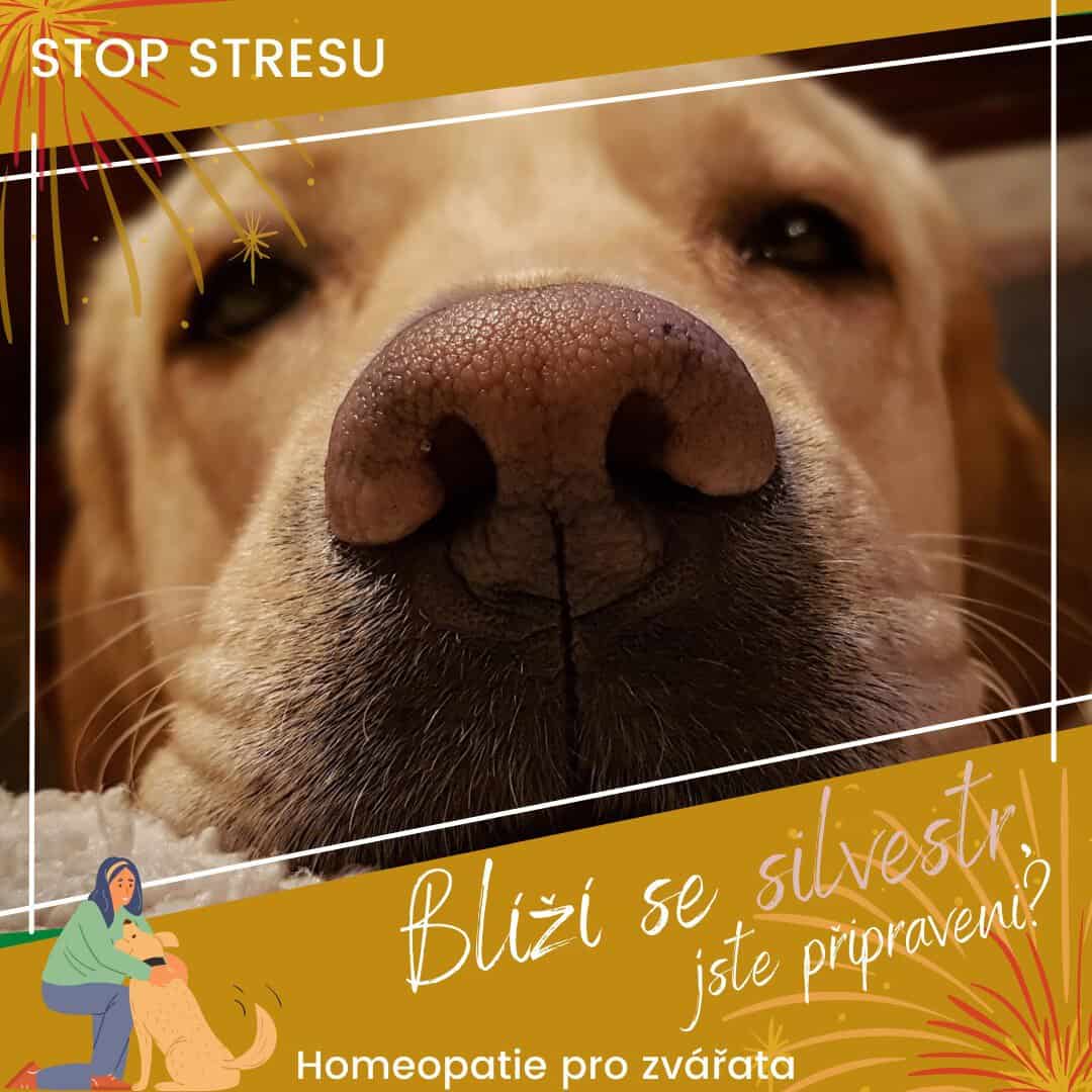 jak se připravit na silvestra
