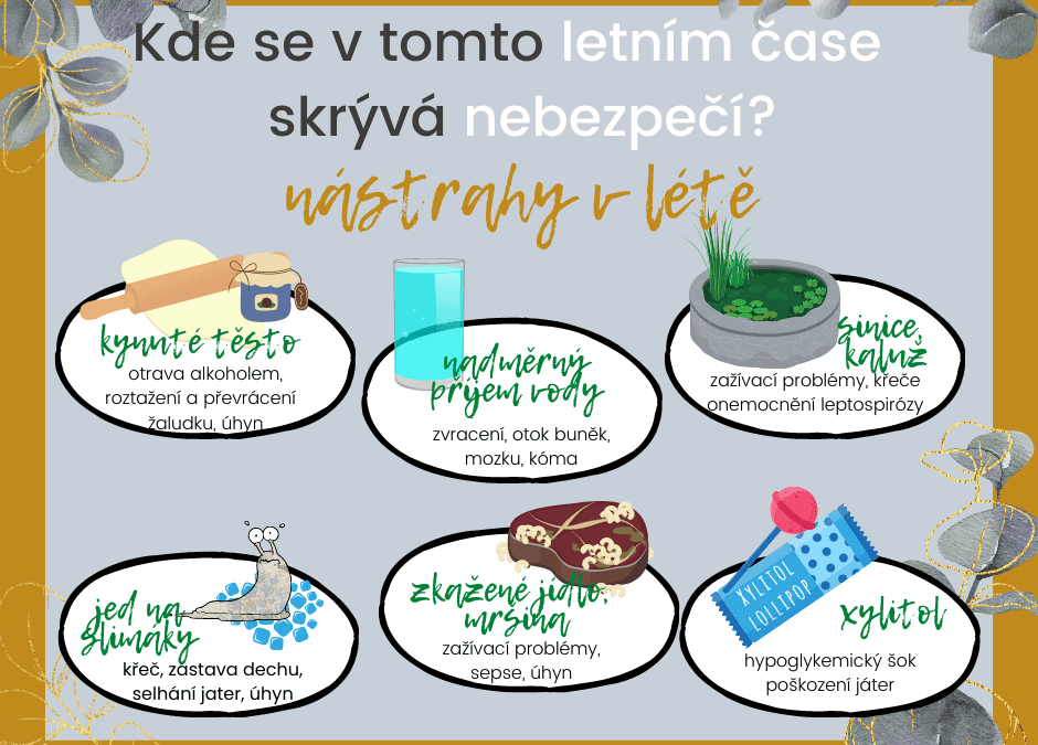 Na co si dát pozor v&nbsp;létě u&nbsp;psů a&nbsp;koček