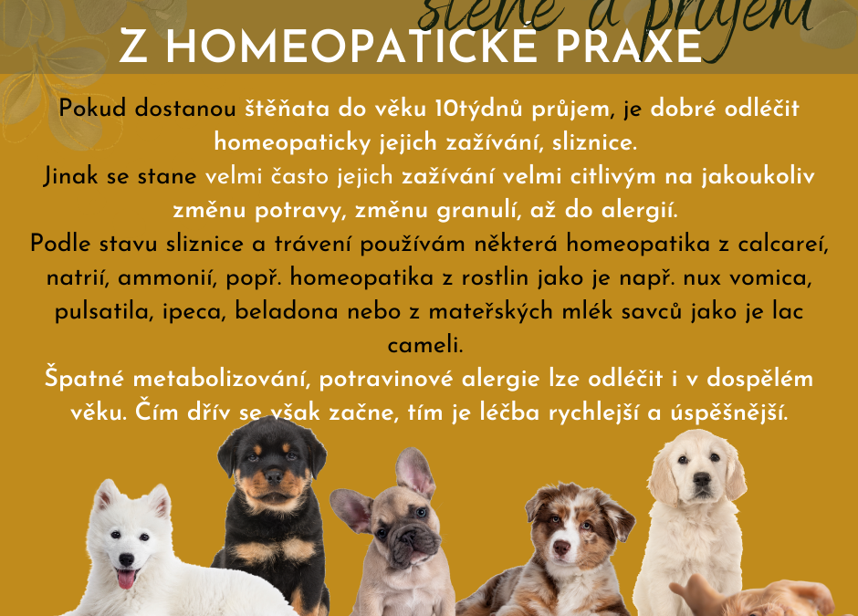 Štěně (dospělý pes) a&nbsp;průjem